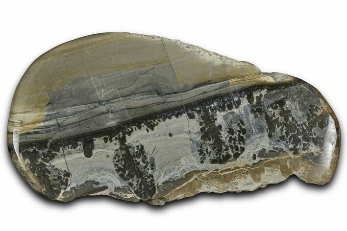 Triassic Aged Stromatolite Fossil - England #365717